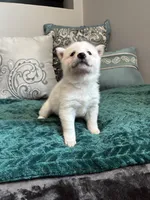 Tofu, a male Shiba Inu for sale in Spencer, NC – 5 of 5