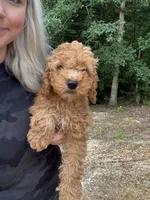 Poppy, a female Miniature Goldendoodle for sale in Spencer, NC – 1 of 7