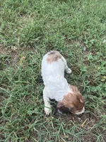 AKC Dash, a male Dachshund and Miniature Dachshund for sale in Spencer, NC – 4 of 4