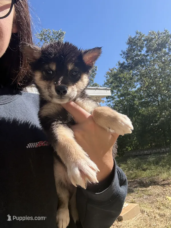 Romeo – Shiba Inu puppy for sale in Spencer, NC