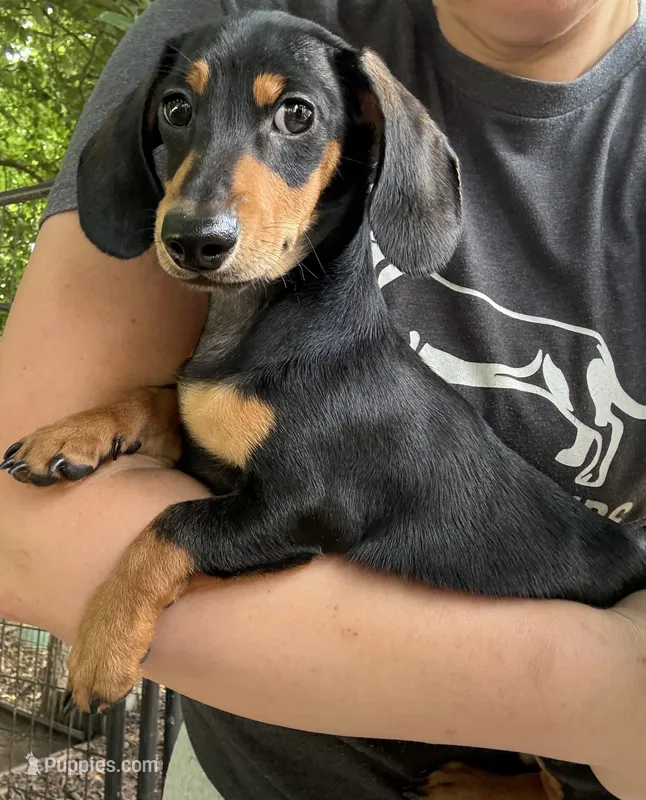 AKC Beethoven – Miniature Dachshund puppy for sale in Spencer, NC