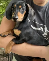 AKC Beethoven, a male Miniature Dachshund for sale in Spencer, NC – 1 of 4