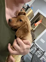AKC Goldilocks, a female Miniature Dachshund for sale in Spencer, NC – 2 of 7