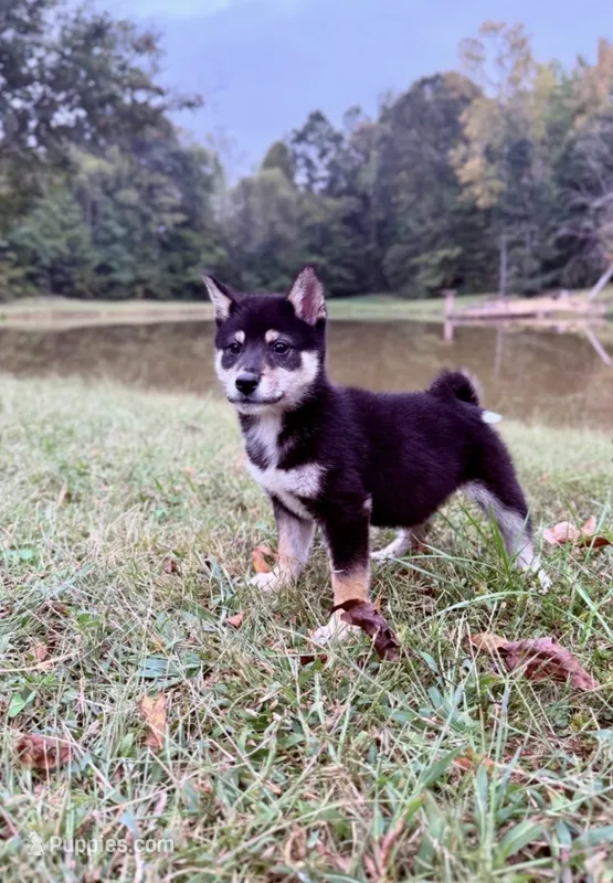 Stella – Shiba Inu puppy for sale in Spencer, NC