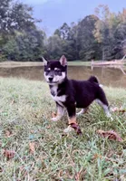 Stella, a female Shiba Inu for sale in Spencer, NC – 1 of 6