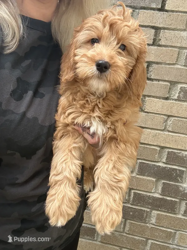 Beau – Miniature Goldendoodle puppy for sale in Spencer, NC