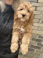 Beau, a male Miniature Goldendoodle for sale in Spencer, NC – 2 of 5