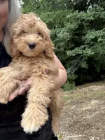 Millie, a female Miniature Goldendoodle for sale in Spencer, NC – 5 of 7