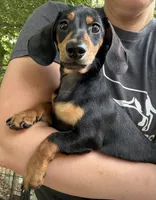 AKC Beethoven, a male Miniature Dachshund for sale in Spencer, NC – 2 of 4