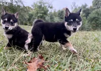 Stella, a female Shiba Inu for sale in Spencer, NC – 5 of 6