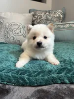Noodle, a male Shiba Inu for sale in Spencer, NC – 6 of 6