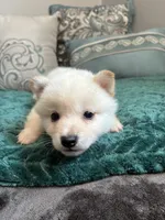 Noodle, a male Shiba Inu for sale in Spencer, NC – 4 of 6