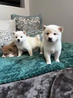 Mochi, a male Shiba Inu for sale in Spencer, NC – 3 of 3