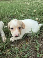 AKC Limo, a male Dachshund and Miniature Dachshund for sale in Spencer, NC – 4 of 10