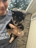 Mojo , a male Shiba Inu for sale in Spencer, NC – 5 of 6