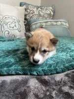 Sushi, a female Shiba Inu for sale in Spencer, NC – 5 of 6