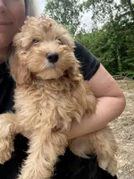 Millie, a female Miniature Goldendoodle for sale in Spencer, NC – 2 of 7