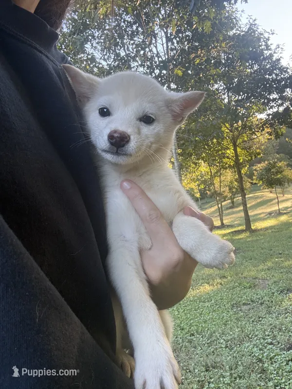 Tofu – Shiba Inu puppy for sale in Spencer, NC