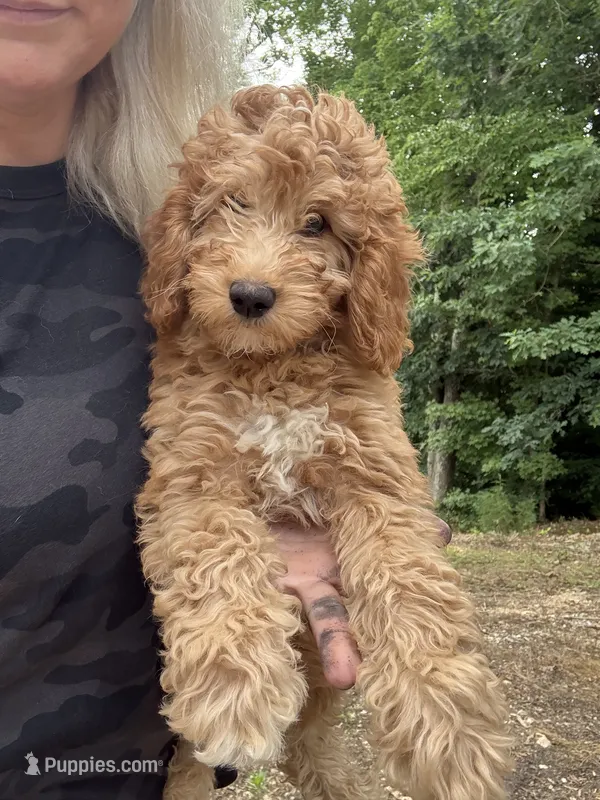 Goldie – Miniature Goldendoodle puppy for sale in Spencer, NC