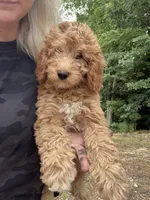 Goldie, a female Miniature Goldendoodle for sale in Spencer, NC – 1 of 5