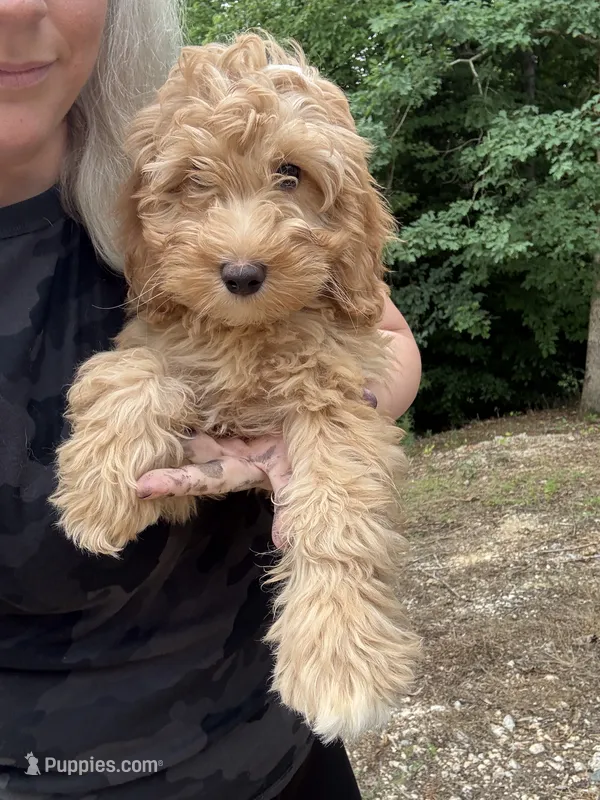 Millie – Miniature Goldendoodle puppy for sale in Spencer, NC