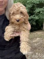 Millie, a female Miniature Goldendoodle for sale in Spencer, NC – 1 of 7