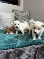 Mochi, a male Shiba Inu for sale in Spencer, NC – 2 of 3