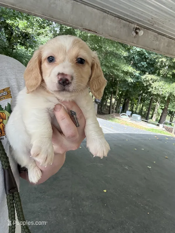 AKC Limo – Dachshund, Miniature Dachshund puppy for sale in Spencer, NC