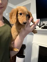 AKC Goldilocks, a female Miniature Dachshund for sale in Spencer, NC – 7 of 7
