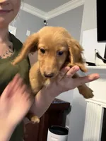AKC Goldilocks, a female Miniature Dachshund for sale in Spencer, NC – 5 of 7