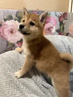 processed/299b408b-83c5-40fd-87d9-472ff2348f38/listing/d71cb795-90ba-43a0-85a3-3fef3e878a7d/1de87d2a-67d2-4484-a8f0-74e78073854b