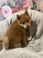 processed/299b408b-83c5-40fd-87d9-472ff2348f38/listing/d71cb795-90ba-43a0-85a3-3fef3e878a7d/38e038c0-a093-4599-bf74-0c374d914b47