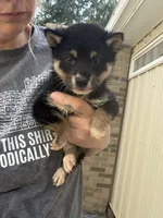 Mojo , a male Shiba Inu for sale in Spencer, NC – 6 of 6