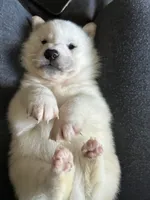 processed/299b408b-83c5-40fd-87d9-472ff2348f38/listing/e0325868-2f92-44ba-b42c-5395fbcf565f/2c3f38ea-75d0-4dd0-b4f2-42bb294a9645