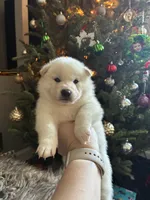 processed/299b408b-83c5-40fd-87d9-472ff2348f38/listing/e0325868-2f92-44ba-b42c-5395fbcf565f/5648de1d-7711-4e75-9bbd-a0c154133263