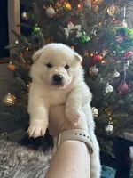 processed/299b408b-83c5-40fd-87d9-472ff2348f38/listing/e0325868-2f92-44ba-b42c-5395fbcf565f/94993b50-b96d-4552-a357-016c1474d2c1