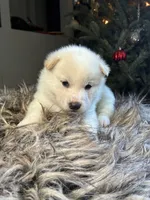 processed/299b408b-83c5-40fd-87d9-472ff2348f38/listing/e0325868-2f92-44ba-b42c-5395fbcf565f/c55be0ba-c9ee-4840-a3a3-5cc803c8b03b