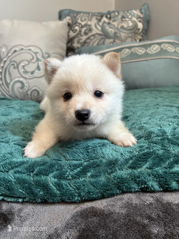Noodle – Shiba Inu puppy for sale in Spencer, NC
