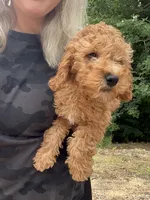 Poppy, a female Miniature Goldendoodle for sale in Spencer, NC – 3 of 7