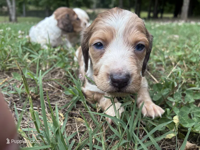 AKC Slinky – Dachshund, Miniature Dachshund puppy for sale in Spencer, NC