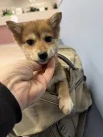 Yoshi, a male Shiba Inu for sale in Spencer, NC – 1 of 3