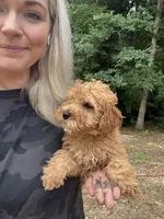 Oakley, a male Miniature Goldendoodle for sale in Spencer, NC – 4 of 6