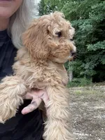 Millie, a female Miniature Goldendoodle for sale in Spencer, NC – 6 of 7