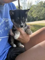 Romeo, a male Shiba Inu for sale in Spencer, NC – 3 of 4