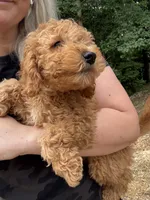 Poppy, a female Miniature Goldendoodle for sale in Spencer, NC – 7 of 7