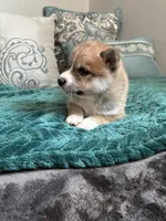 Sushi, a female Shiba Inu for sale in Spencer, NC – 1 of 6