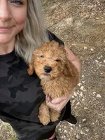Poppy, a female Miniature Goldendoodle for sale in Spencer, NC – 5 of 7
