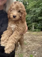 Goldie, a female Miniature Goldendoodle for sale in Spencer, NC – 2 of 5