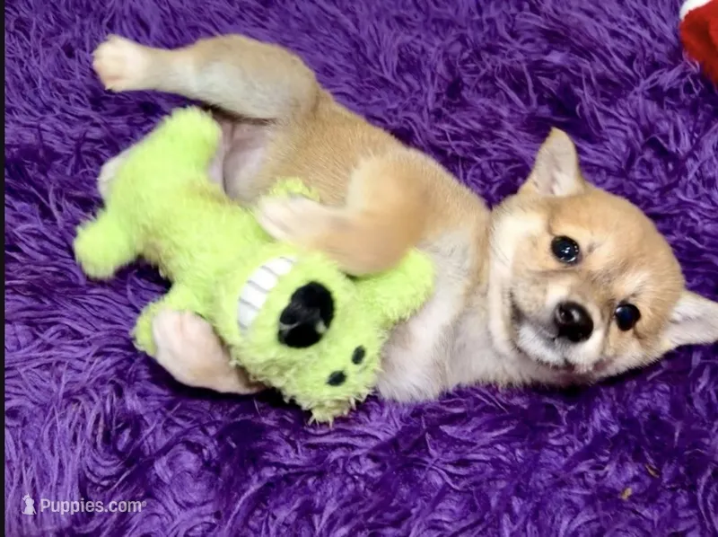 Misha – Shiba Inu puppy for sale in Spencer, NC