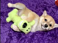 Misha, a female Shiba Inu for sale in Spencer, NC – 1 of 2